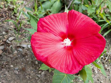 鮮やかな赤い大輪の花 花,植物,赤の写真素材