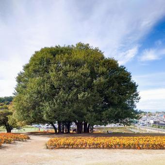 マリーゴールドの丘の大きな木 マリーゴールドの丘,丘,大きな木の写真素材