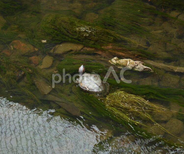 水面から顔を出したミシシッピアカミミガメ 亀,外来生物,水面の写真素材