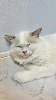 壁際で寝る子猫 猫,ペット,かわいいの写真素材