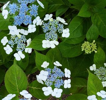 Hydrangea Hydrangea, JPG