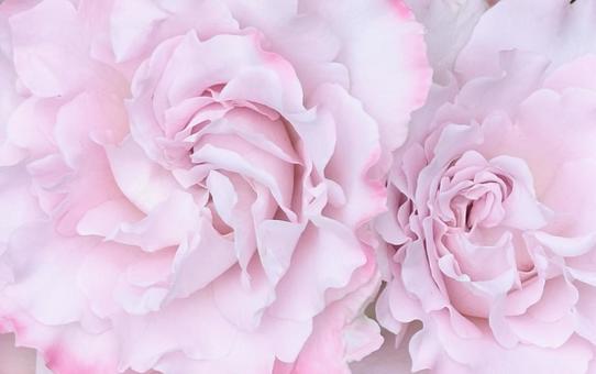 バラ 薔薇 バラ 薔薇の写真