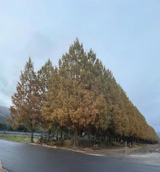 メタセコイア並木 メタセコイア,並木道,紅葉の写真素材