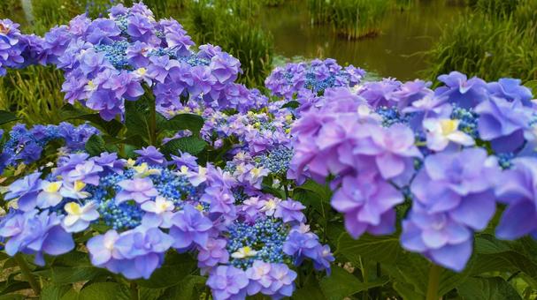 額紫陽花 008 額紫陽花 008