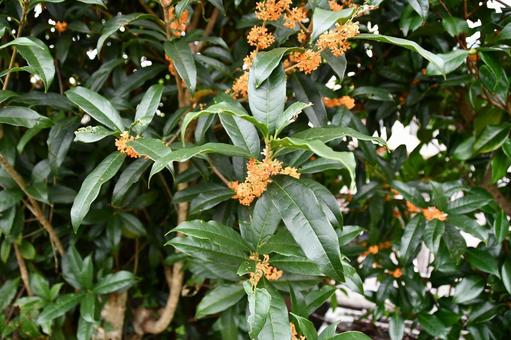 キンモクセイの写真