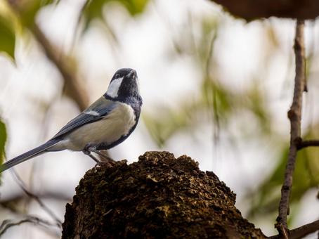 木にとまるシジュウカラ シジュウカラ,野鳥,鳥の写真素材