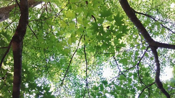 カエデ カエデ,緑,自然の写真素材