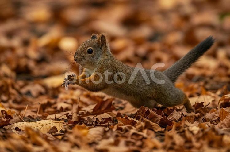 落ち葉の中を走るリス リス,秋,落ち葉の写真素材
