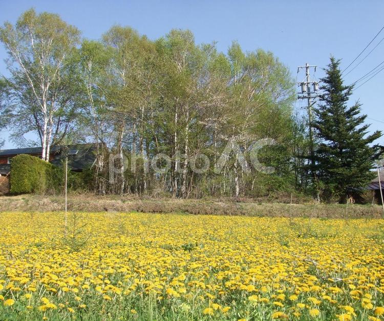 蓼科の白樺とたんぽぽ たんぽぽ,黄色,花の写真素材