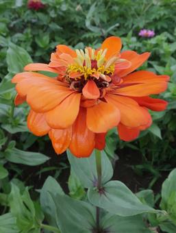 Zinnia Gorgeous Summer Flowers, JPG