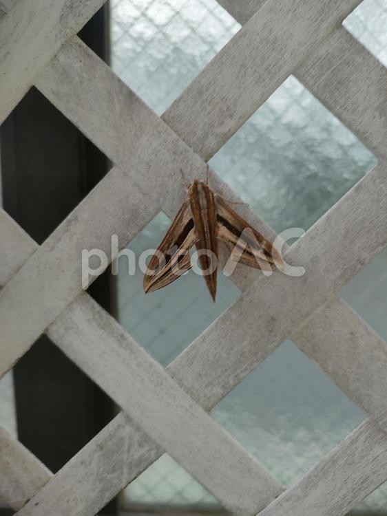 セスジスズメガ ガ,無害,休憩の写真素材