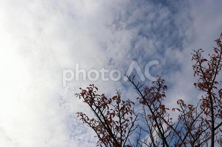 青空と木の枝　背景 空,雲,青空の写真素材