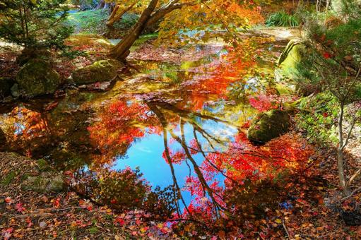 水に映る紅葉 水に映る紅葉の写真