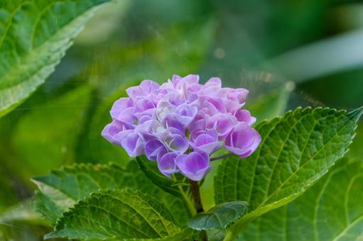 緑に映える紫の紫陽花 緑に映える紫の紫陽花の写真