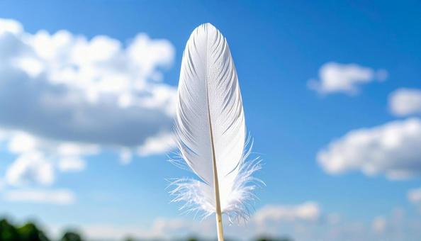 白い羽根の写真