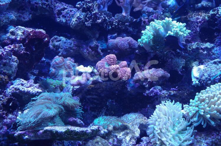 水族館のカラフルなサンゴやイソギンチャク サンゴ,イソギンチャク,カラフルの写真素材