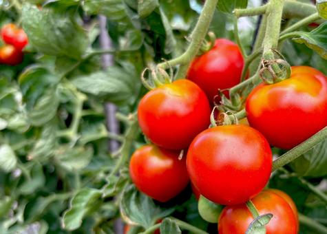 トマト トマト 園芸,家庭菜園,農業の写真素材