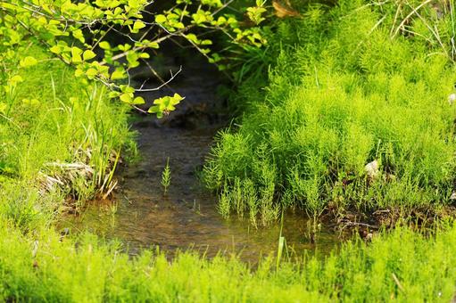 小川 小川 小川,川,草の写真素材