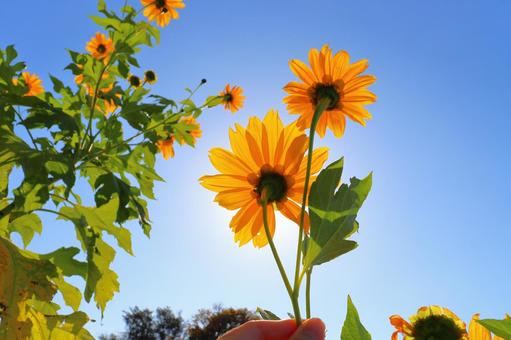 ひまわり　青空　太陽　手 皇帝ひまわり,手,裏側の写真素材