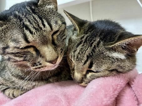 猫2匹、寝てる 猫2匹、寝てる キジトラ,猫,2匹の写真素材