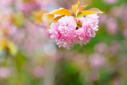 八重桜 八重桜の写真