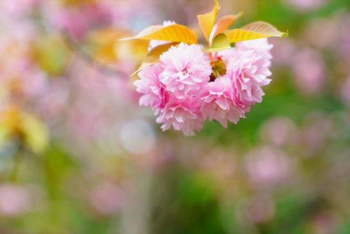 Photo, yaezakura, double cherry blossoms, cherry blossoms, 