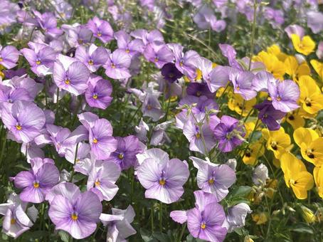 パンジー パンジー パンジー,花,自然の写真素材