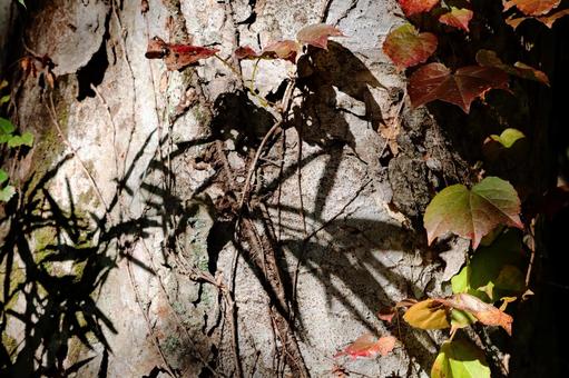 木とツタの写真