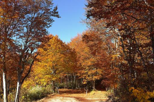 25年　山古志紅葉 綺麗,きれい,空の写真素材