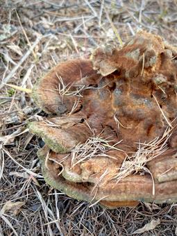 カイメンタケ 02 海綿茸,カイメンタケ,ツガサルノコシカケ科の写真素材
