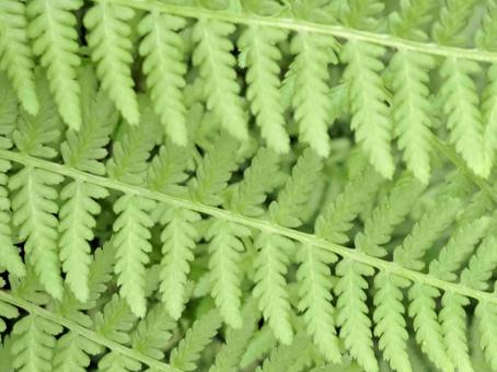 シダ植物 シダ植物 シダ,ワラビ,わらびの写真素材