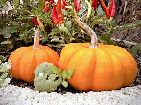 かぼちゃのある寄せ植え 02 寄せ植え,カボチャ,唐辛子の写真素材