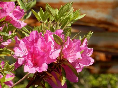 [Flower photo] Azalea flowers, JPG