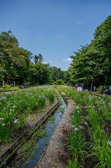 智光山公園花菖蒲まつり 花菖蒲まつり,智光山公園,花菖蒲園の写真素材