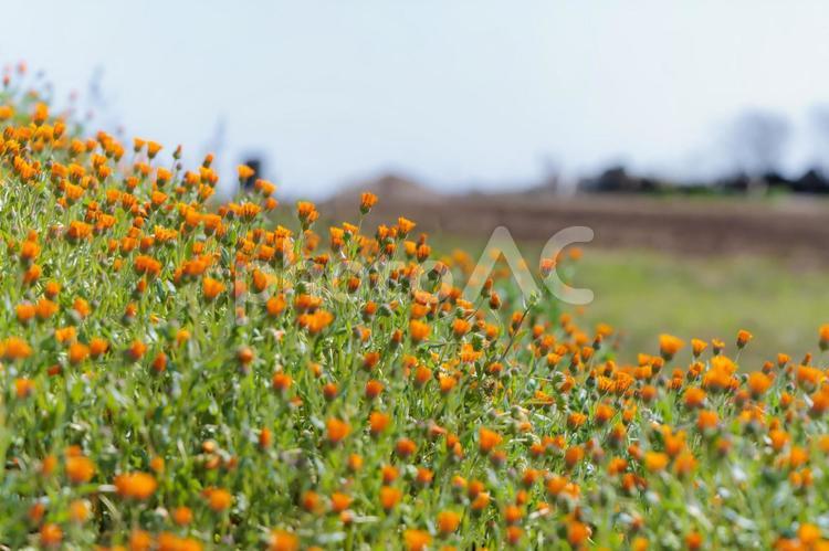 春の陽射しとオレンジの花畑 オレンジ,花,開花の写真素材