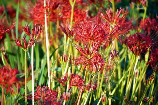 一面に咲き乱れる真っ赤な彼岸花 彼岸花,曼珠沙華,花の写真素材