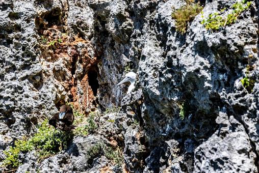 小笠原諸島・南島 カツオドリ 小笠原諸島・南島 カツオドリの写真