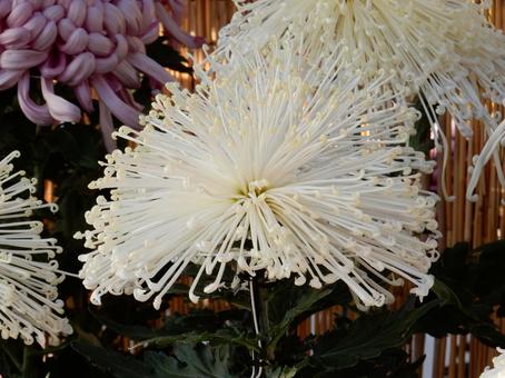 【風景写真】福山菊花展覧会の風景 キク,菊,菊花展の写真素材