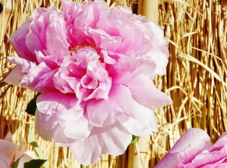 牡丹 牡丹,花,ピンクの写真素材