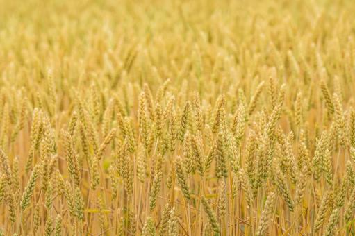 色付く麦の穂 色付く麦の穂 麦,穀物,ファームの写真素材