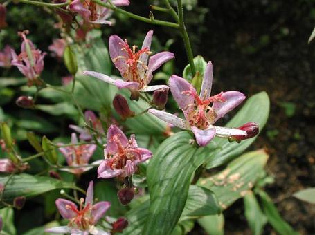Scenery of Lesser Cuckoos and Rhododendrons in Bloom, hototogisu, a flower, speckle pattern, JPG