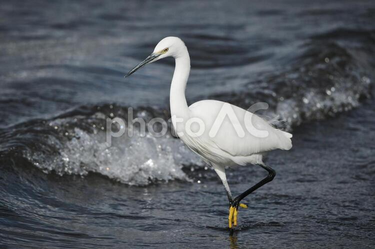 波の強い湖畔のコサギ 冬,野鳥,鳥の写真素材