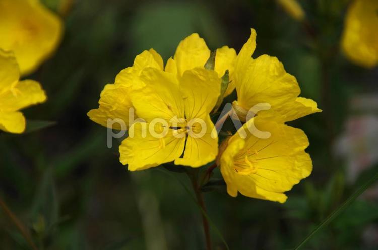 ミズーリマツヨイグサ ミズーリマツヨイグサ,ミズーリ待宵草,ナガエマツヨイグサの写真素材