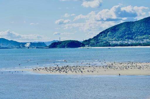 夏の砂浜に集まったウミネコとウミウの群れ 夏の砂浜に集まったウミネコとウミウの群れの写真