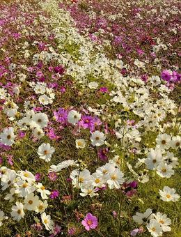 白コスモス いっぱい 白コスモス いっぱい コスモス,秋桜,花の写真素材
