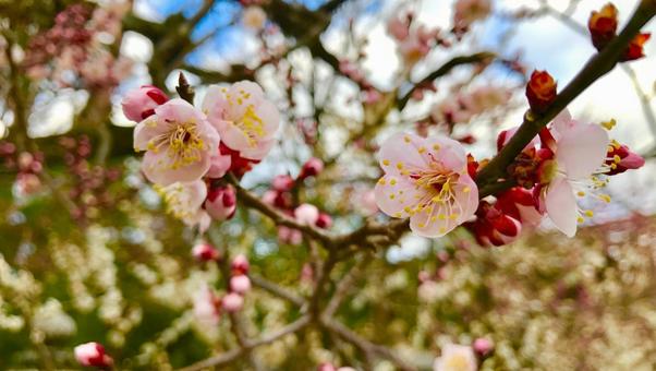ウメの枝 ウメの枝の写真