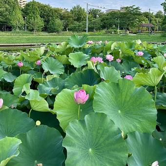 蓮の花 蓮の花 緑地公園,季節,花壇の写真素材