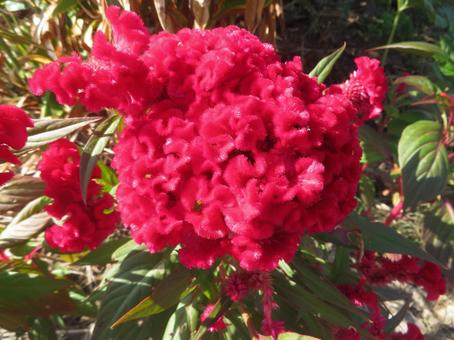 ケイトウの花 ケイトウの花の写真