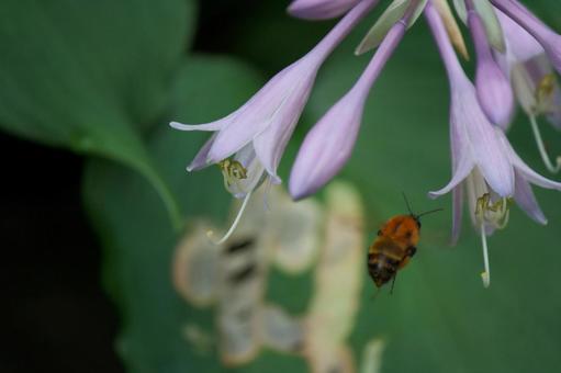 キヨスミギボウシ⑥ キヨスミギボウシ⑥の写真