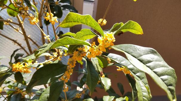 我が家のベランダに咲いたキンモクセイ 我が家のベランダに咲いたキンモクセイ 金木犀,秋,庭木の写真素材